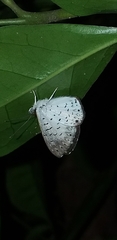 Parvospila lucianus
