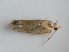 Eucosma ochrocephala