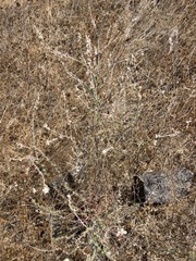 Eriogonum wrightii dentatum