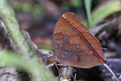 Thaumantis noureddin