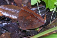 Thaumantis noureddin