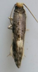 Monopis spilotella