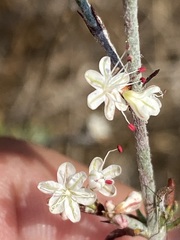 Eriogonum wrightii dentatum