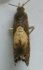 Dichrorampha bittana