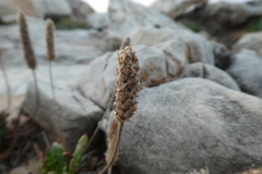 Plantago macrorhiza
