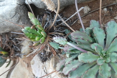 Plantago macrorhiza