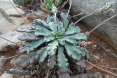 Plantago macrorhiza