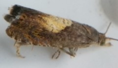 Dichrorampha bittana