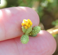 Hazardia squarrosa grindelioides