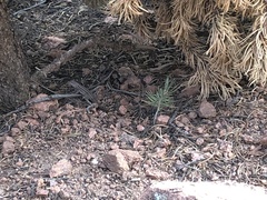 Sceloporus tristichus