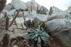 Plantago macrorhiza