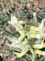 Astragalus trichopodus
