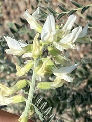 Astragalus trichopodus