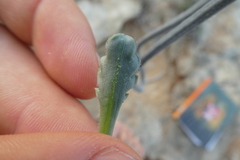 Plantago macrorhiza