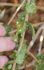 Hazardia squarrosa grindelioides