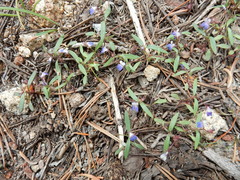 Collinsia torreyi wrightii