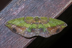 Omiza herois