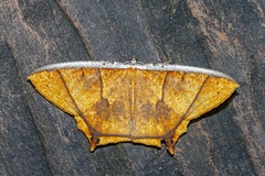 Thinopteryx crocoptera