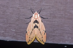 Spilosoma ericsoni