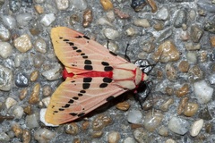 Spilosoma ericsoni