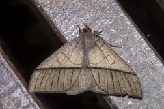 Ischyja hagenii