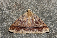 Ugia serrilinea
