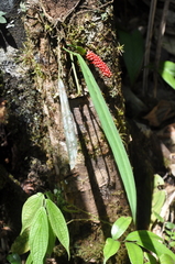 Anthurium bakeri