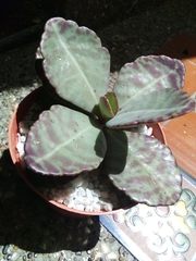 Kalanchoe humilis