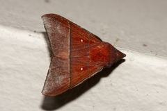 Odonestis erectilinea