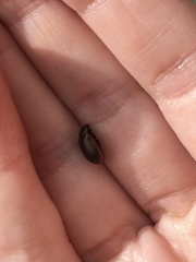 Chrysolina marginata