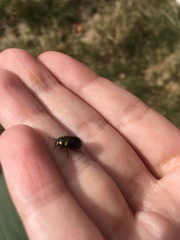 Chrysolina marginata