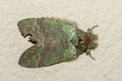 Netria multispinae