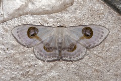 Problepsis borneamagna