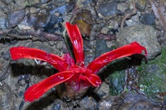 Etlingera megalocheilos