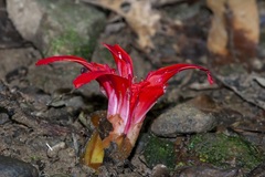 Etlingera megalocheilos
