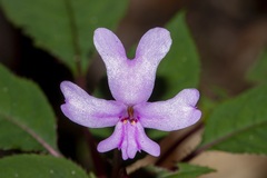 Impatiens kinabaluensis