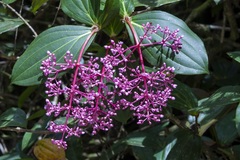 Medinilla speciosa