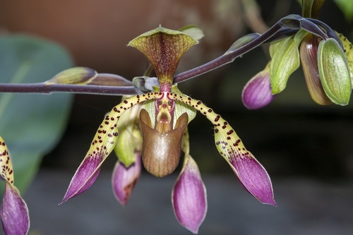 Low's Paphiopedilum (Paphiopedilum lowii)