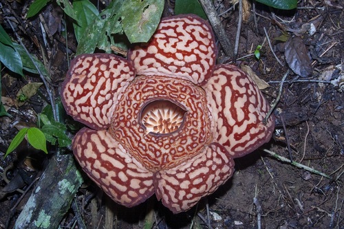 Rafflesia pricei (Rafflesia pricei)