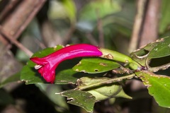 Aeschynanthus
