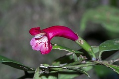 Aeschynanthus