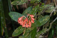 Rhododendron crassifolium