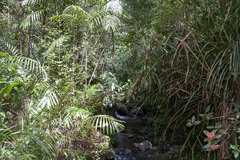 Rhododendron crassifolium