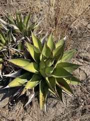 Agave shawii shawii