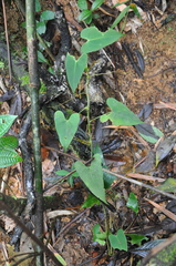 Anthurium folsomianum