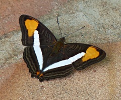 Adelpha epizygis