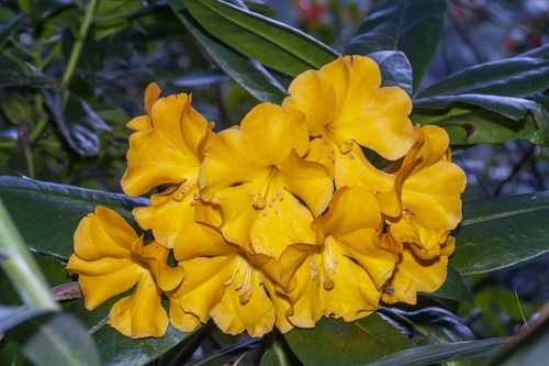 Rhododendron lowii