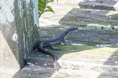Emoia atrocostata