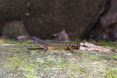 Sphenomorphus sabanus