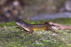 Sphenomorphus sabanus